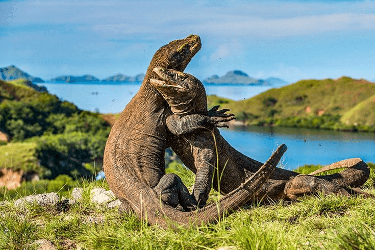 Pulau Komodo & Rinca