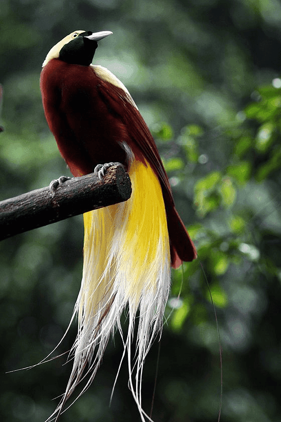 Melihat Burung Cenderawasih